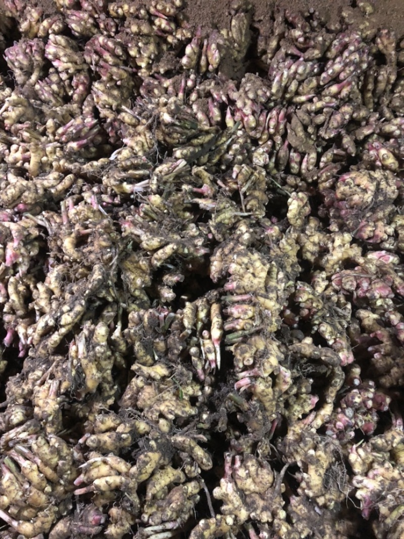 自家种植的老品种小黄姜