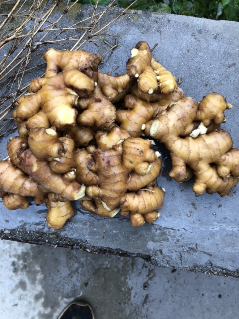 自家种植的老品种小黄姜