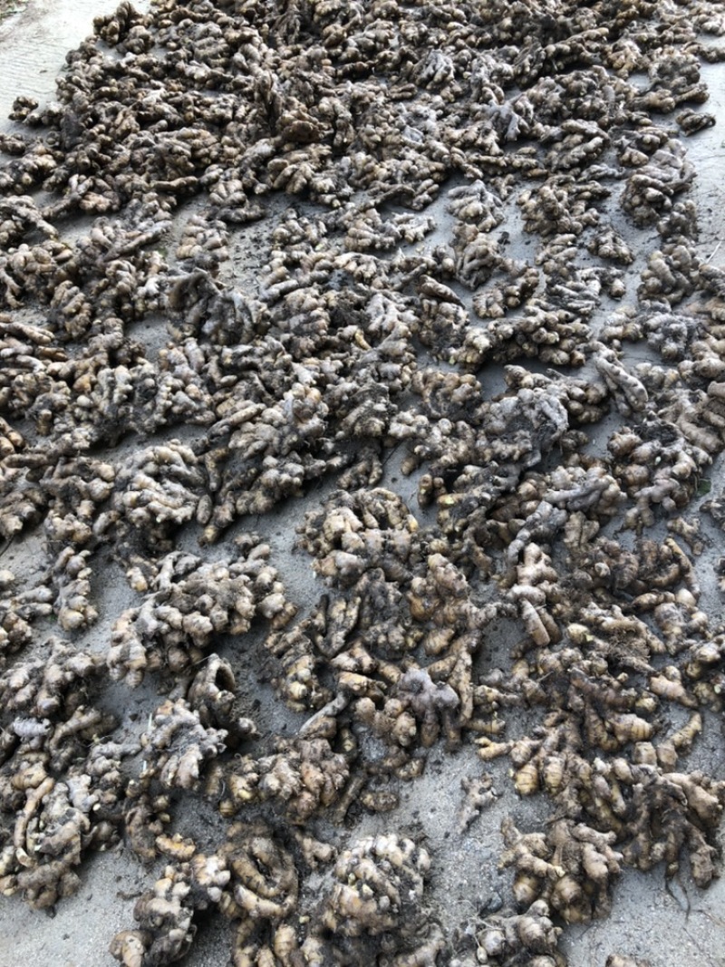 自家种植的老品种小黄姜