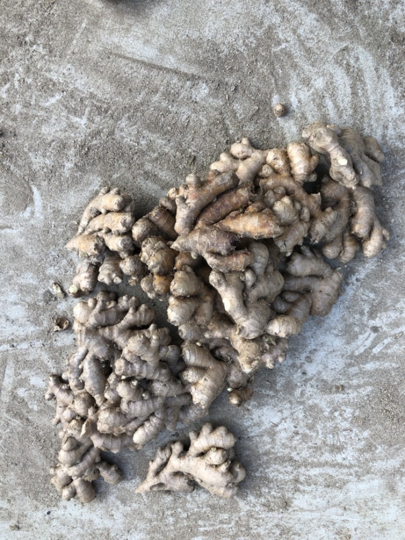 自家种植的老品种小黄姜