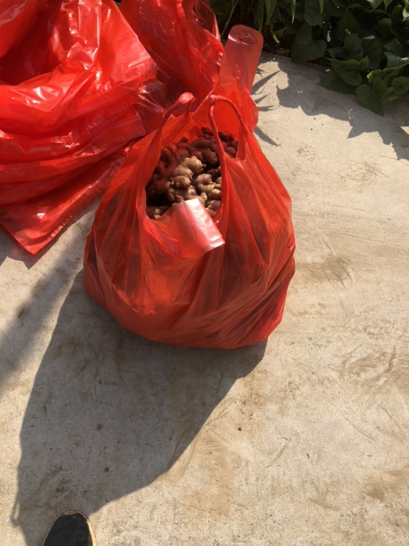 自家种植的老品种小黄姜