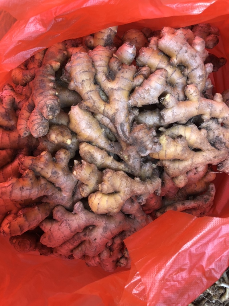 自家种植的老品种小黄姜