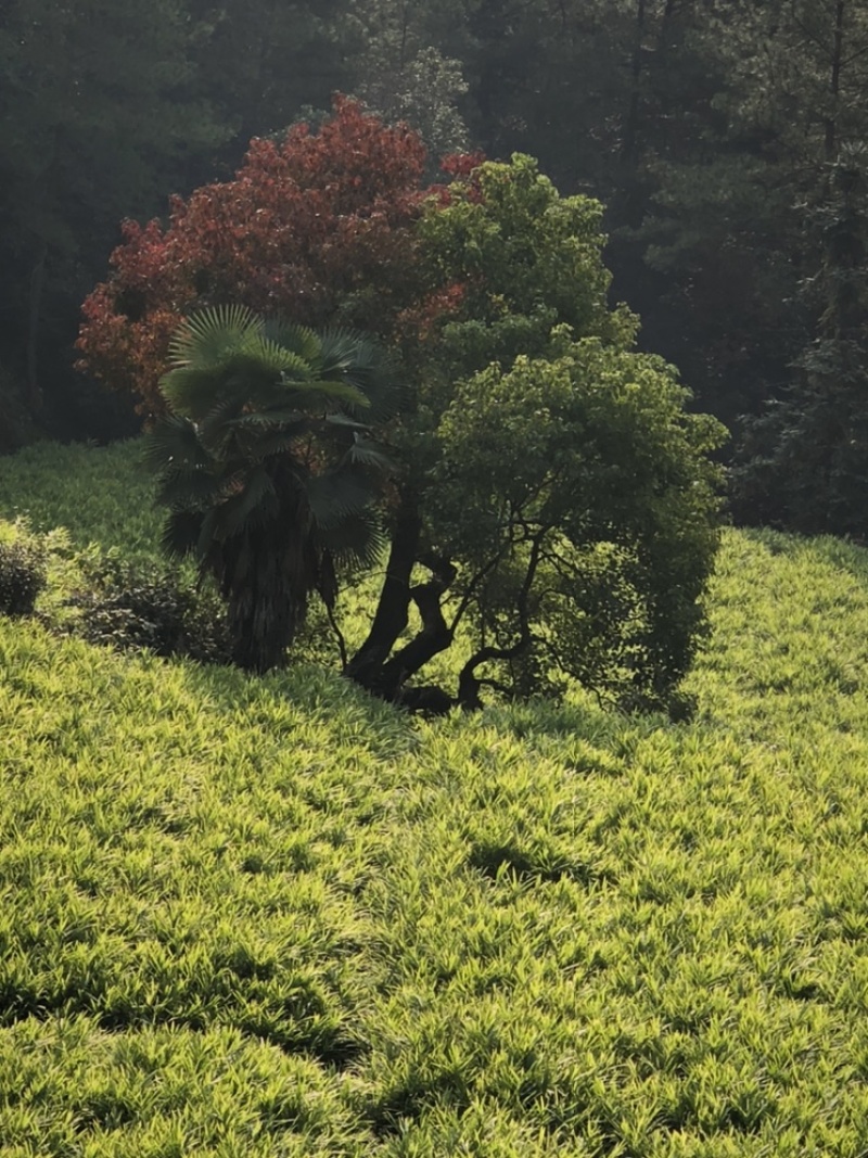 自家种植的老品种小黄姜