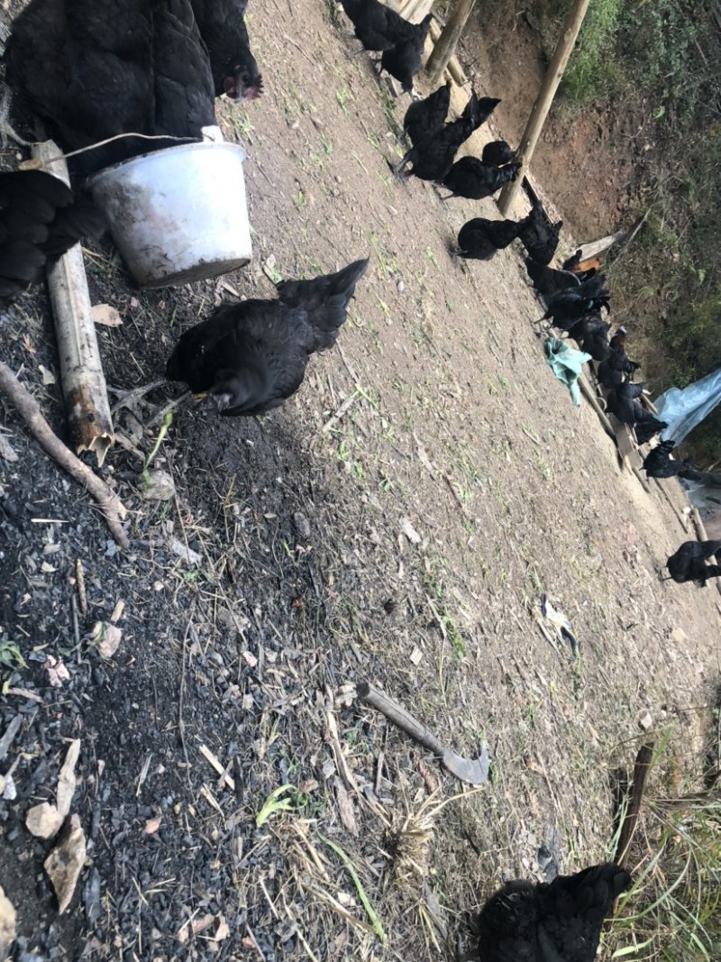 散养五黑一绿土鸡
