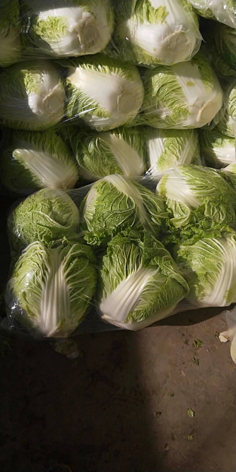 大白菜，河南焦作秦白二号大量供应，基地直供，一手货源