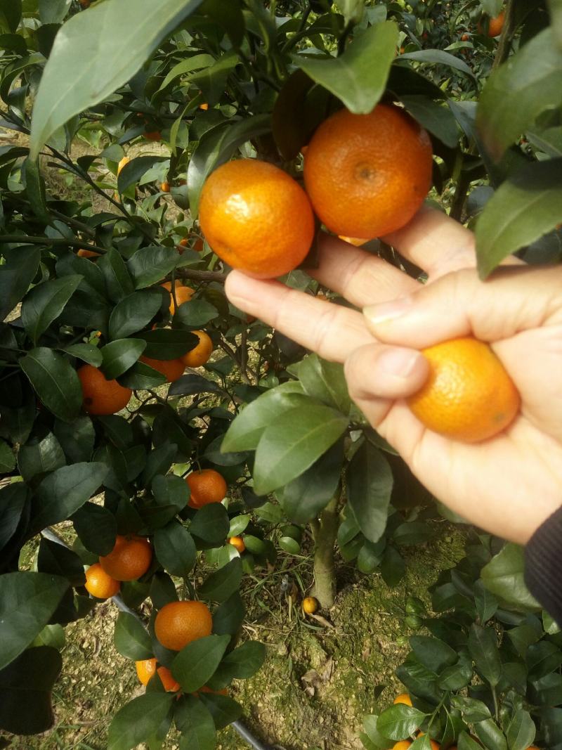 沙糖桔，诚信代办