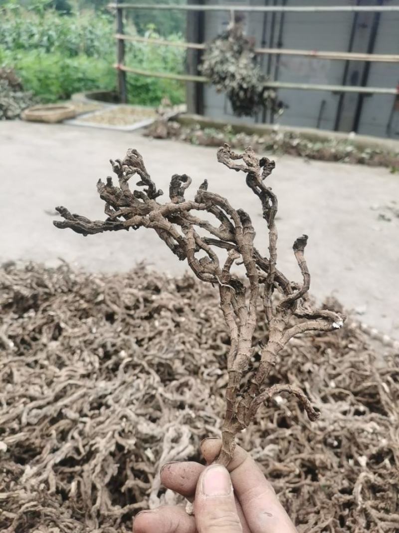 价格美丽货源正规石菖蒲供应欢迎电话咨询订购