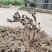 价格美丽货源正规石菖蒲供应欢迎电话咨询订购
