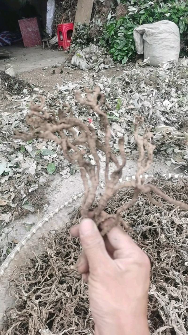 价格美丽货源正规石菖蒲供应欢迎电话咨询订购