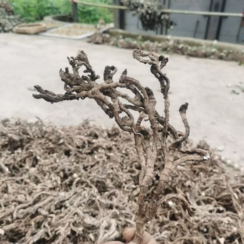 价格美丽货源正规石菖蒲供应欢迎电话咨询订购
