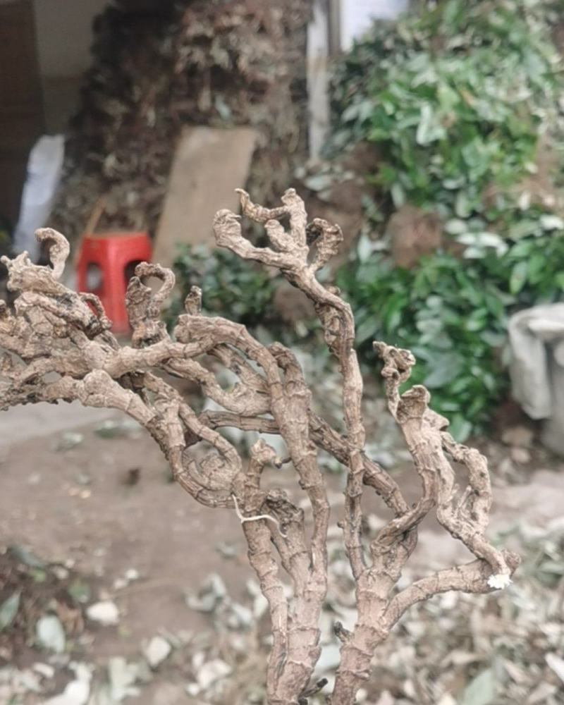 价格美丽货源正规石菖蒲供应欢迎电话咨询订购