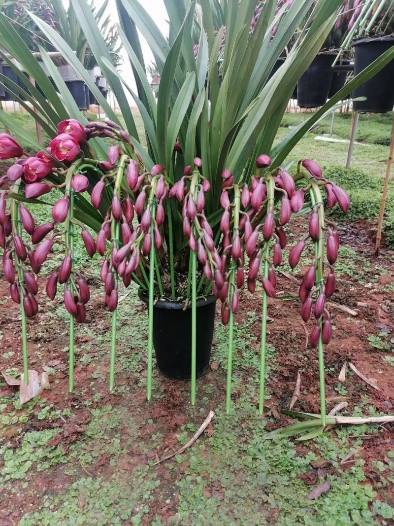 专业种植基地批发