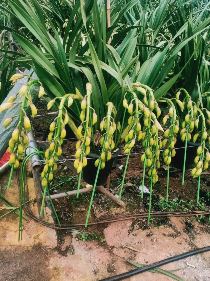 专业种植基地批发