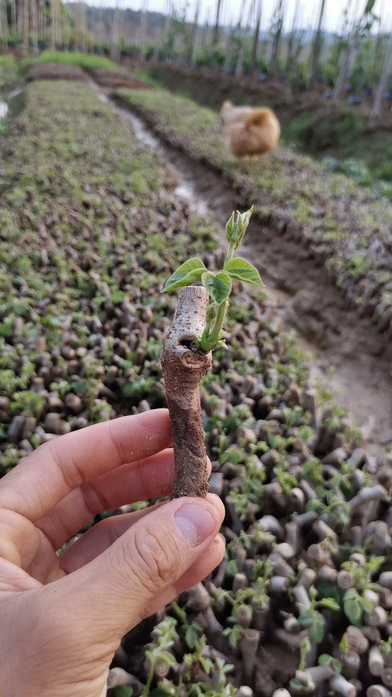 无渣粉葛，葛根种苗，高产粉葛苗，免费提供技术指导，包回收
