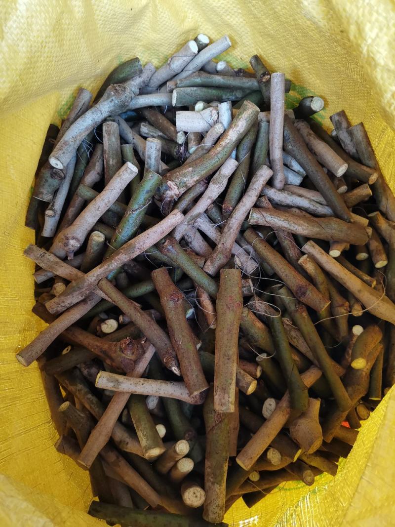 无渣粉葛，葛根种苗，高产粉葛苗，免费提供技术指导，包回收