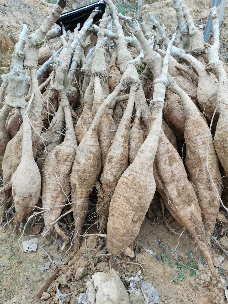 无渣粉葛，葛根种苗，高产粉葛苗，免费提供技术指导，包回收