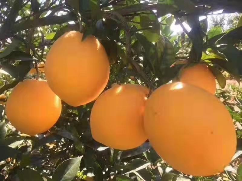 江西赣南脐橙一件代发团购代办高端水果电商商超供货
