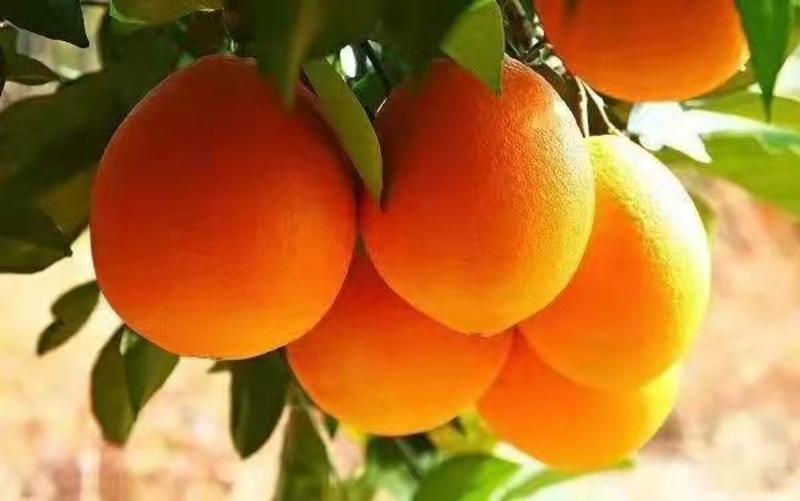 江西赣南脐橙一件代发团购代办高端水果电商商超供货