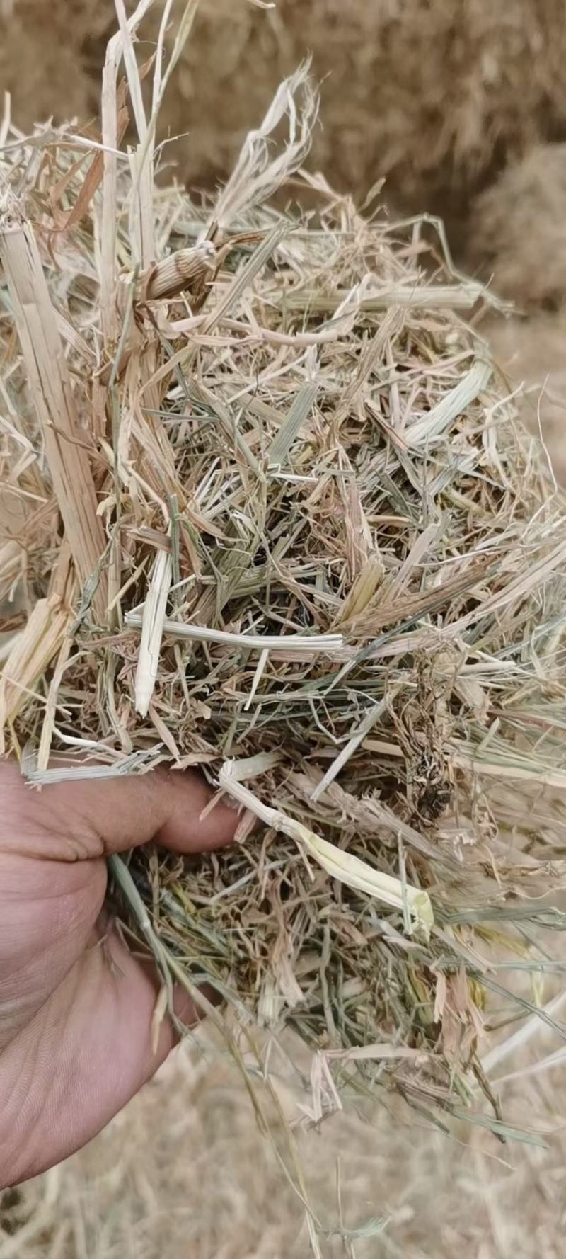 养殖用稻草，22年新鲜稻草颜色好，质量好柔丝二次加压