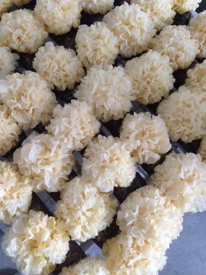 新货无熏硫白木耳银耳大花银耳500克批