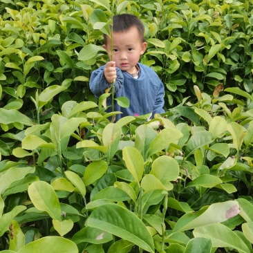 深山含笑苗，乐昌含笑杯苗，2-3公分苗圃直供，走量批发