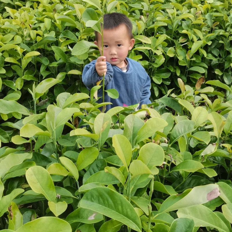 深山含笑苗，乐昌含笑杯苗，2-3公分苗圃直供，走量批发