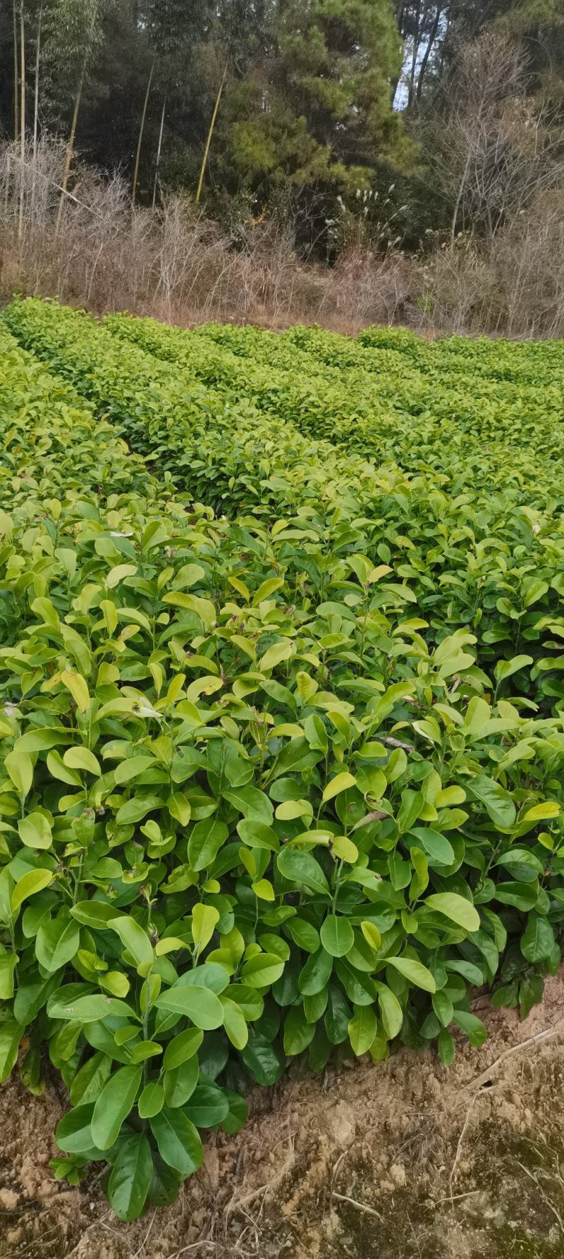深山含笑苗，乐昌含笑杯苗，2-3公分苗圃直供，走量批发