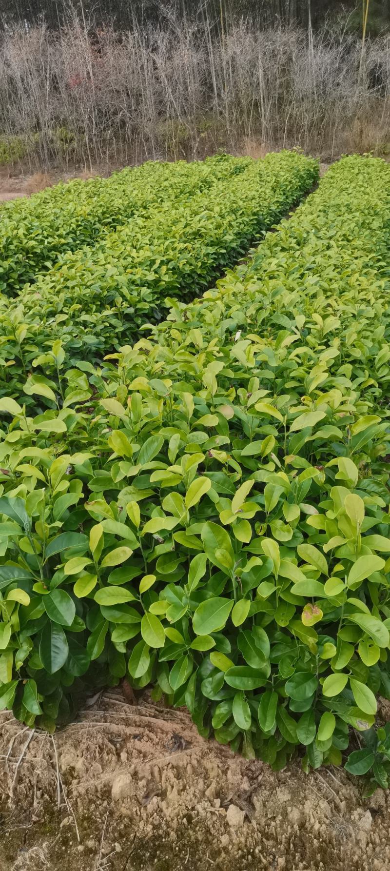 深山含笑苗，乐昌含笑杯苗，2-3公分苗圃直供，走量批发