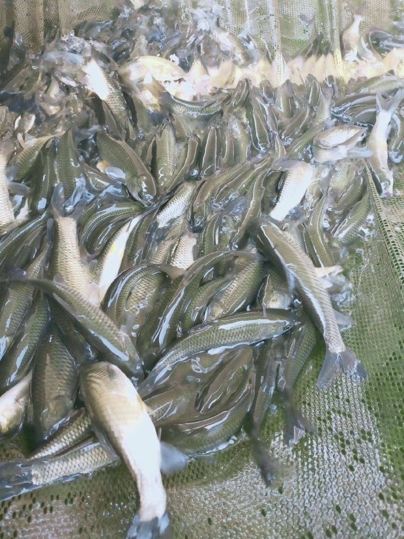 贵州草鱼苗，,货源充足，水产养殖企业，农村水产，高密度养殖
