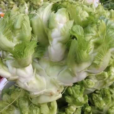 精品基地儿菜