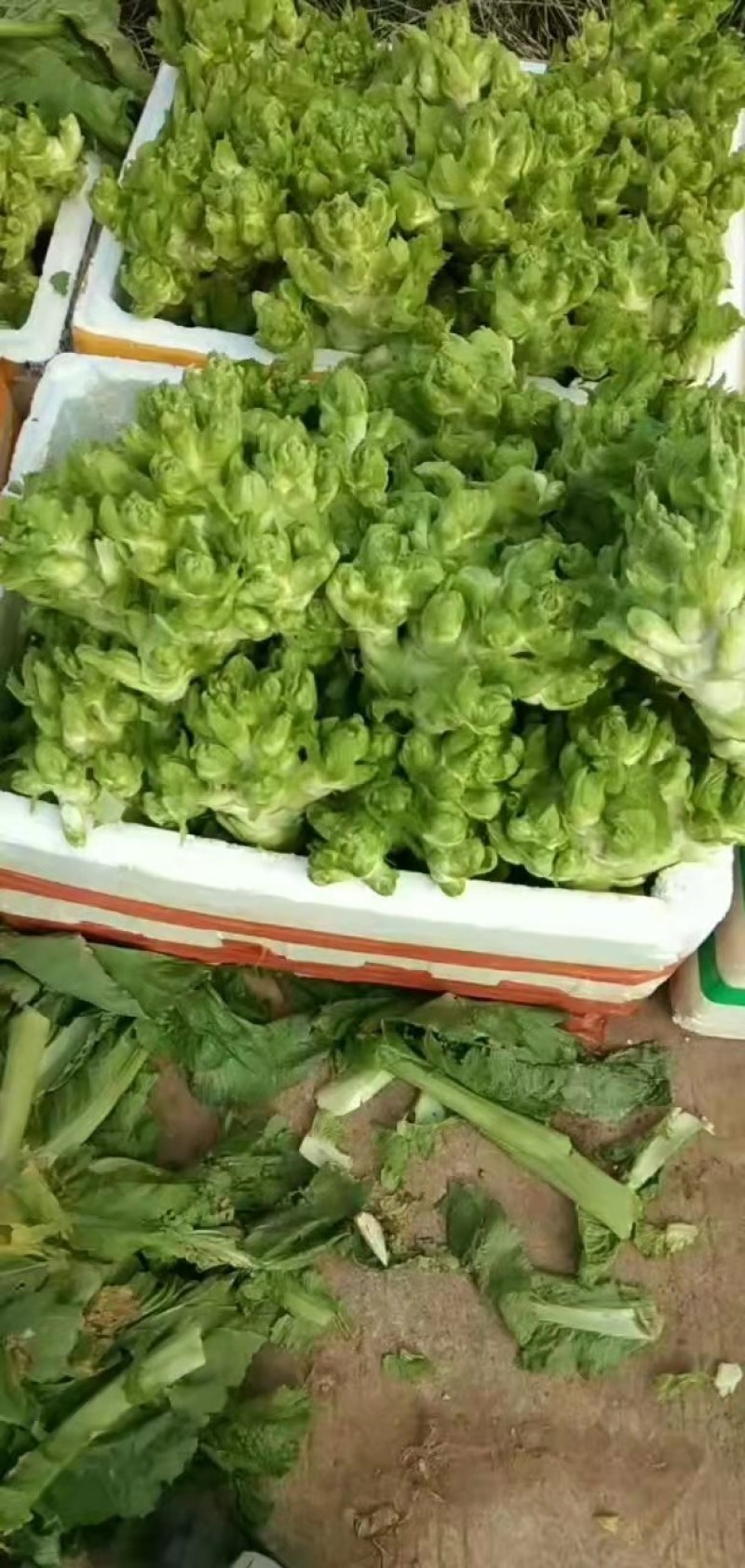 精品基地儿菜