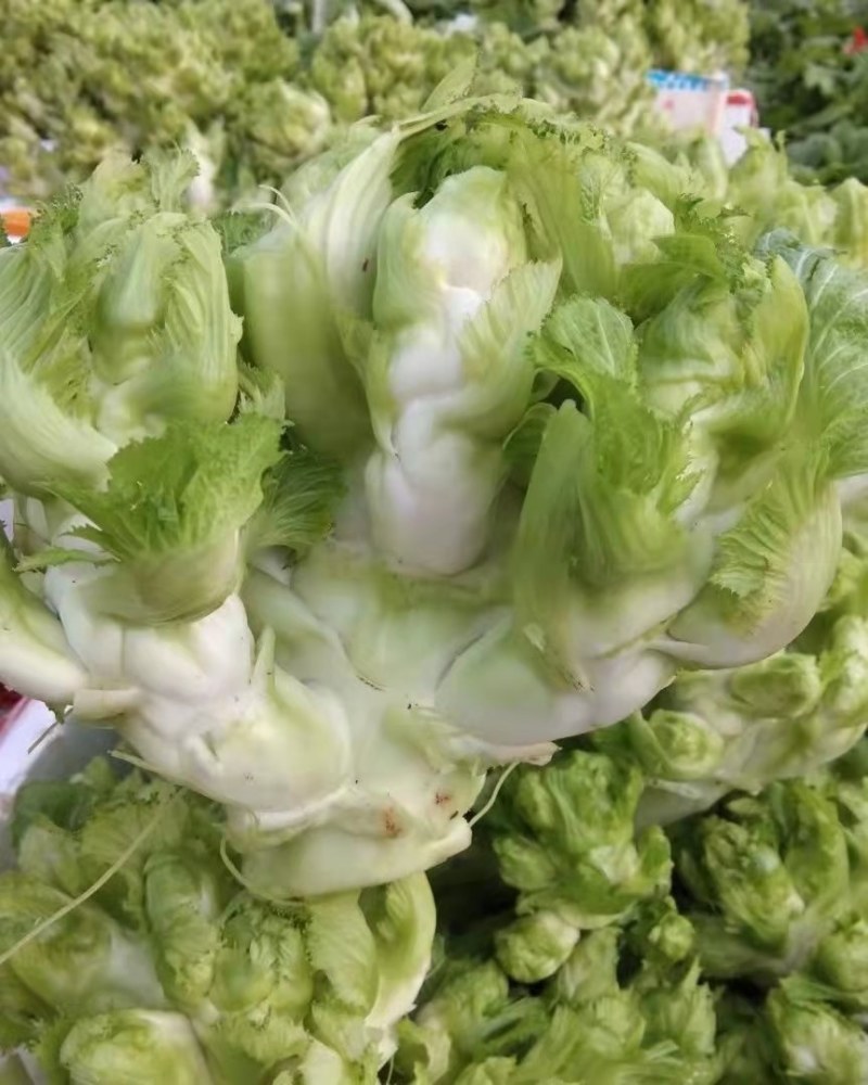 精品基地儿菜