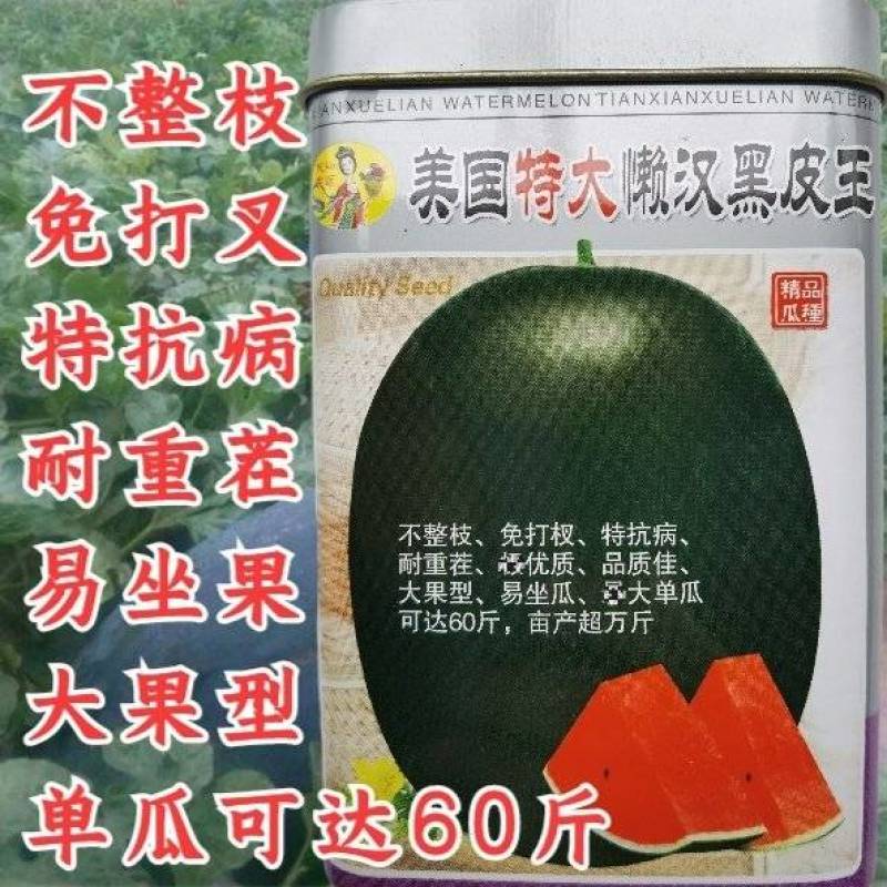 【特大黑皮】美国懒汉黑皮王西瓜种子巨大不整枝打叉纯黑皮