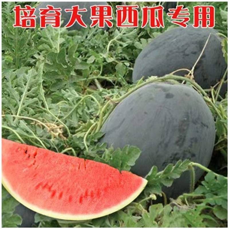 【特大黑皮】美国懒汉黑皮王西瓜种子巨大不整枝打叉纯黑皮