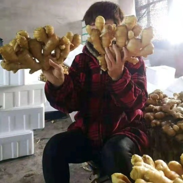 贵州精品小黄姜产地批发一手货源质量保证价格便宜量大从优