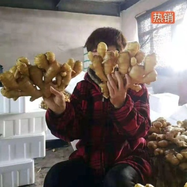 浙江优质大黄姜,加工水洗中,一手货源,质量保证,