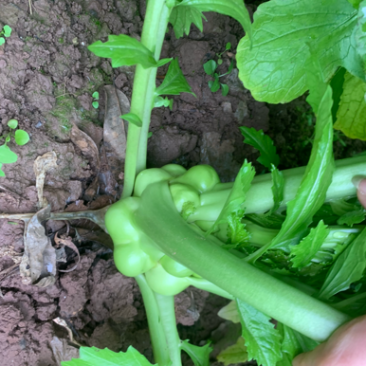 四川榨菜基地有货有要买的的老板起下单了，