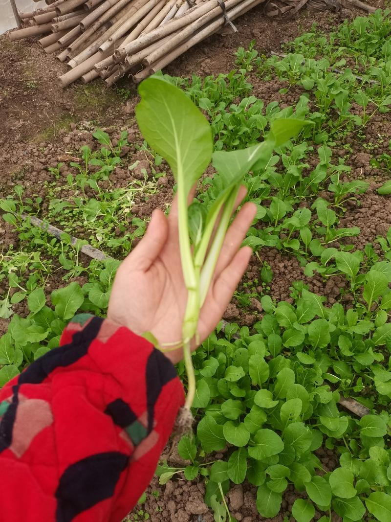 资中县本地大棚菜心，大量出货中，因为需要马上腾地种西瓜了