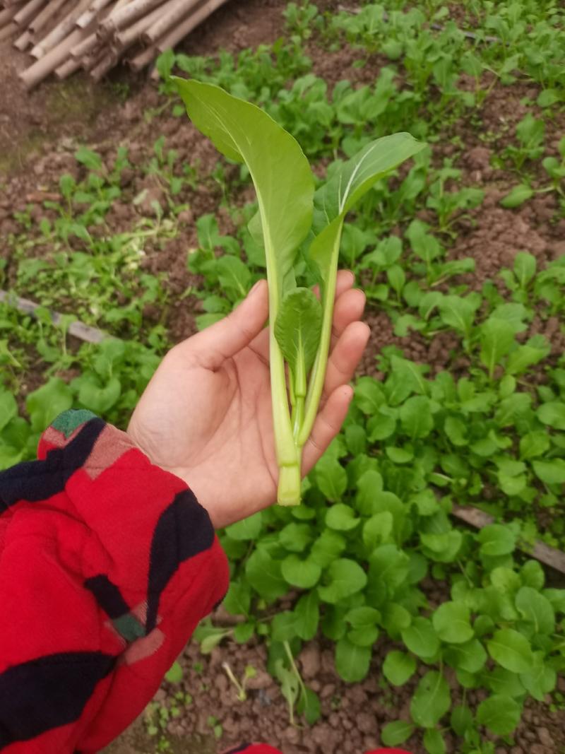 资中县本地大棚菜心，大量出货中，因为需要马上腾地种西瓜了