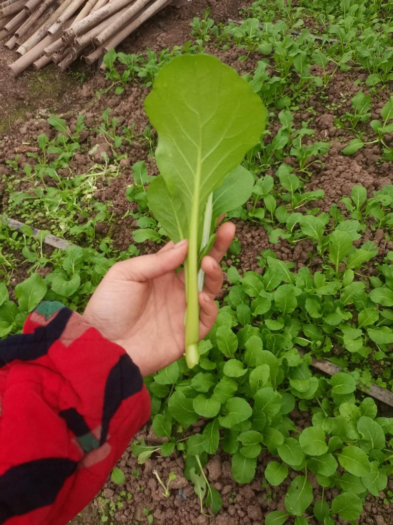 资中县本地大棚菜心，大量出货中，因为需要马上腾地种西瓜了