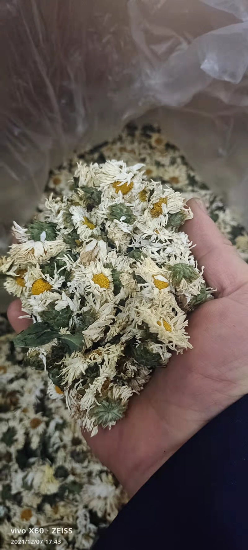 白菊花、杭菊、7月新货、足干无硫磺、大货批发包邮