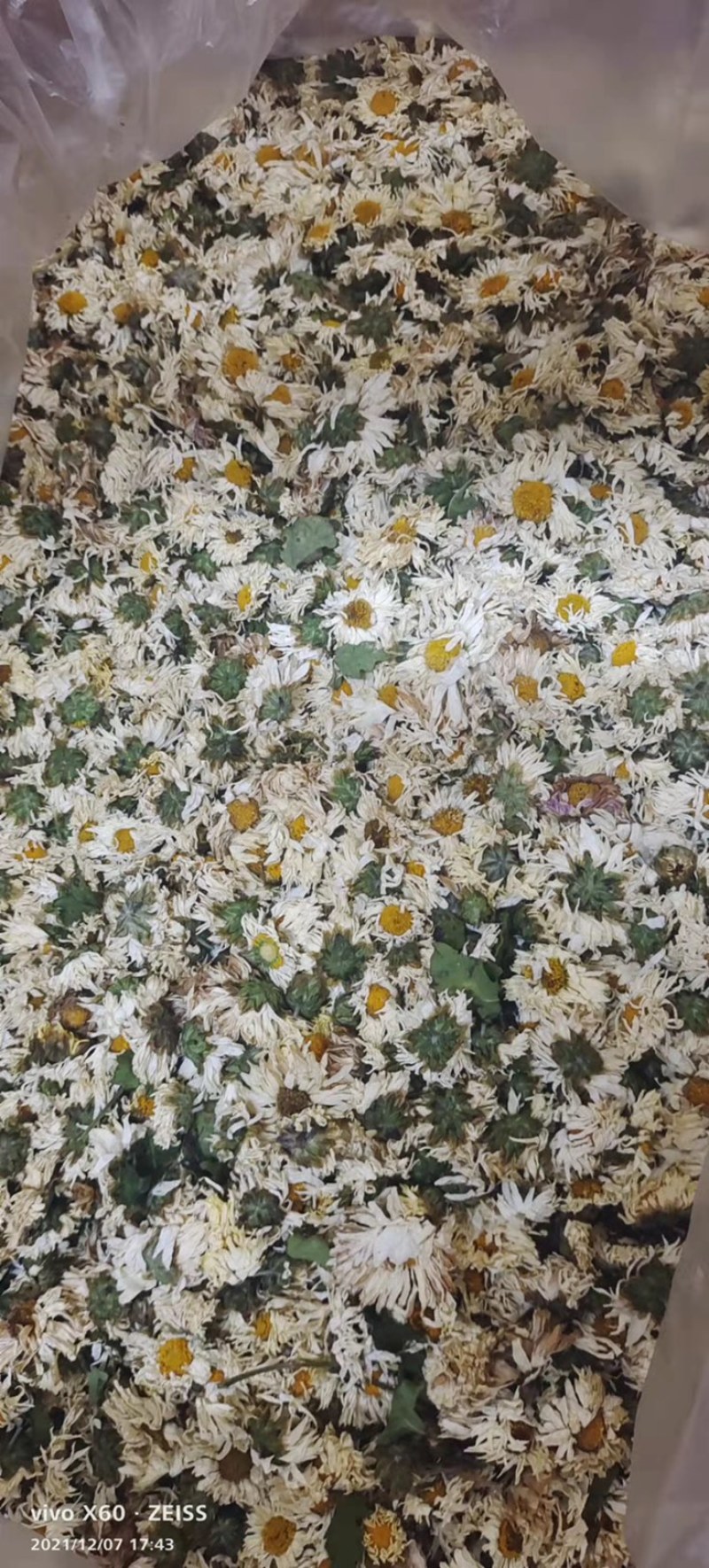 白菊花、杭菊、7月新货、足干无硫磺、大货批发包邮