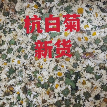 白菊花、杭菊、7月新货、足干无硫磺、大货批发包邮