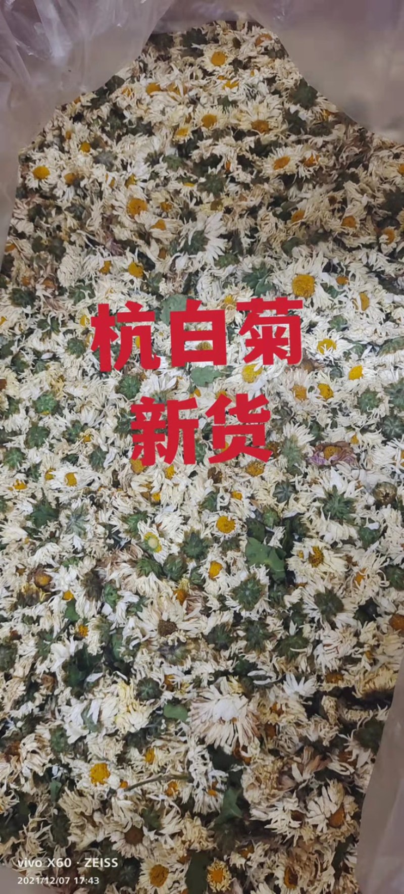 白菊花、杭菊、7月新货、足干无硫磺、大货批发包邮