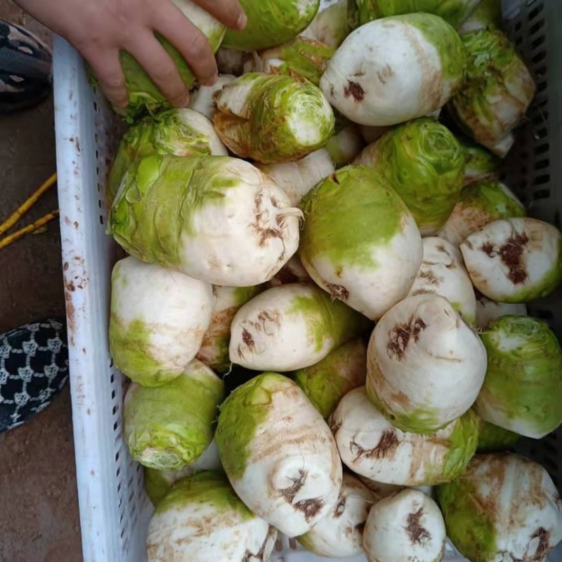 四川芥菜基地大量生产企业管理经验丰富有要的赶紧联系