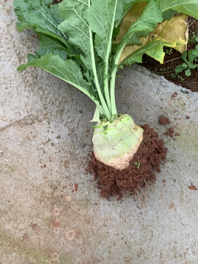 四川芥菜基地大量生产企业管理经验丰富有要的赶紧联系