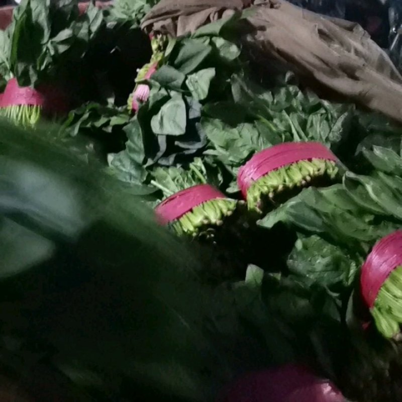 山东菠菜精品大叶菠菜产地批发价格便宜一条龙服务