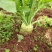 四川芥菜基地大量生产企业管理经验丰富有要的赶紧联系