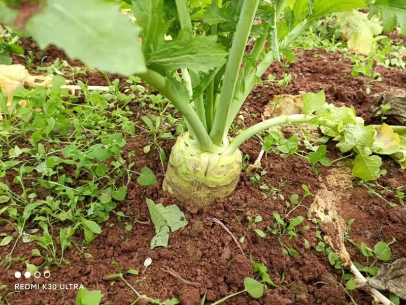 四川芥菜基地大量生产企业管理经验丰富有要的赶紧联系
