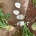 四川芥菜基地大量生产企业管理经验丰富有要的赶紧联系